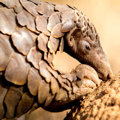 Help Johannesburg Wildlife Veterinary Hospital raise R23,000 for a satellite tag for a pangolin