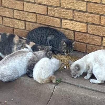 Help Feral Care Friends Middelburg NPO No 142-408 by Any type of wet or dry cat food for Feral colonies that we feed in and around middelburg