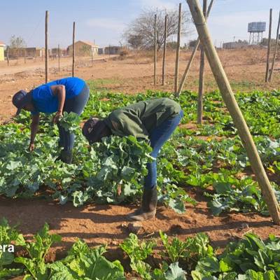 Help Training and Resources in Early Education (TREE-ECD) by helping build sustainable food gardens in ECD Centres for underserved/vulnerable children and communities in KZN.