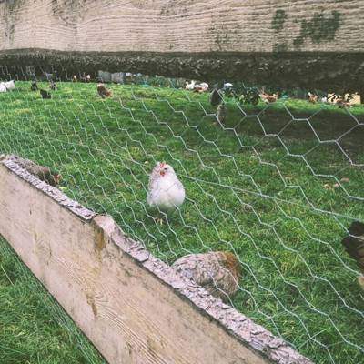 Help Summerhill House by donating chicken wire for our chicken coop