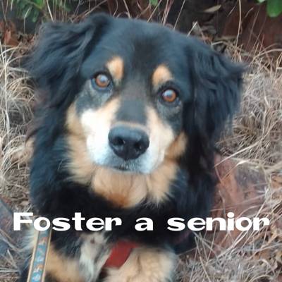 Help Dogtown South Africa with 10 volunteers for fostering a senior doggy