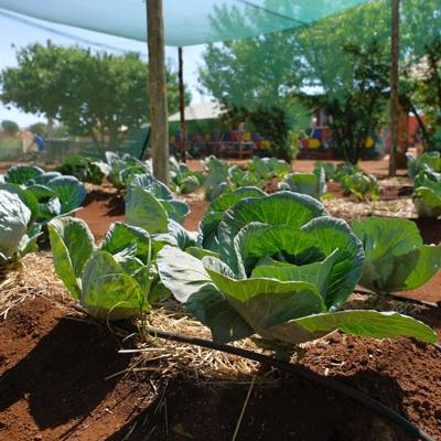 Help The Winnie Mabaso Foundation by Donating seeds for Our garden team 