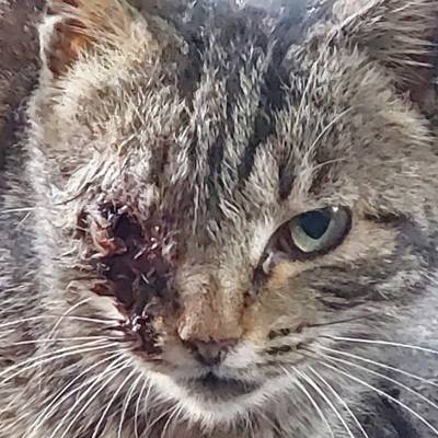 Help Feral Watch And Tnr raise R3,000 for Injured cats 