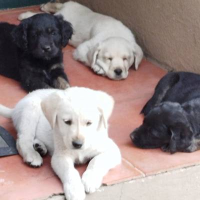 Help Feral Watch And Tnr raise R10,000 for Parvo puppies 