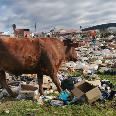 Help Sustainable Seas Trust with 100 volunteers for litter clean-ups