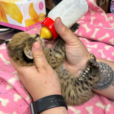 Help Johannesburg Wildlife Veterinary Hospital raise R45,000 for feeding and raising baby animals