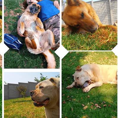 Help Dogtown South Africa raise R8,000 for a patch of grass for our pooches