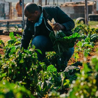 Help Love Story Foundation with 100 volunteers for helping in a community vegetable garden