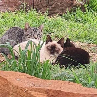 Help Feral Care Friends Middelburg NPO No 142-408 raise R50,000 for Sterilizations of the Ferals in and around Middelburg