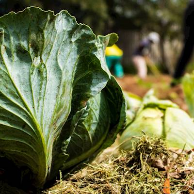 Help 10 Million Makers by donating seeds, seedlings, trees and compost for our urban community gardens.