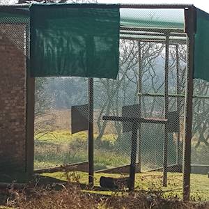 Help Dullstroom Bird of Prey and Rehabilitation Centre raise R50,000 for Flight Aviary to access fitness of paitents for release